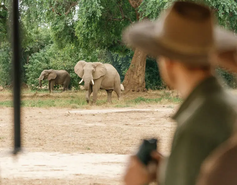 Game drives in Lower Zambezi National Park. 