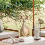 Wildlife around Chongwe House.