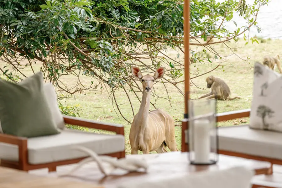 Wildlife around Chongwe House.