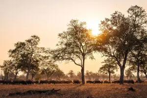 Large herds of buffalo. 