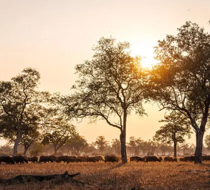Large herds of buffalo. 