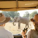 Game drives in South Luangwa.