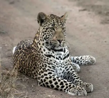 Observe la fauna africana durante un safari.