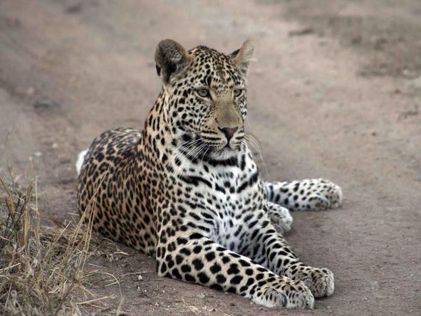 Observe african wildlife, while going on a game drive.