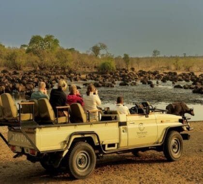 Watch wildlife getting refreshed at a near by waterhole.