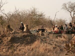 Aprenda más sobre la fauna africana mientras realiza un safari con los experimentados guías.