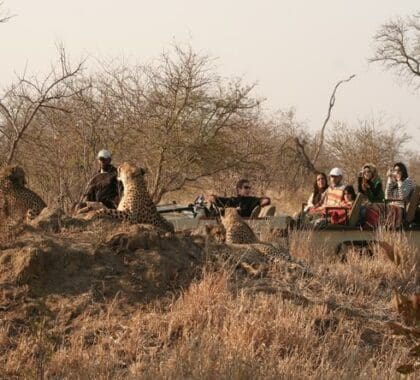 Learn more about african wildlife while going on a game drive with the experienced guides.