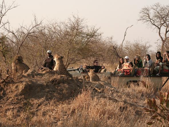 Learn more about african wildlife while going on a game drive with the experienced guides.