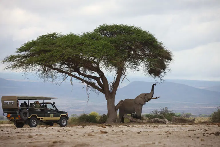 Game drives in Amboseli.