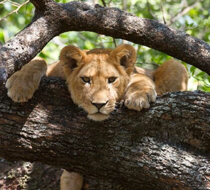 A tree climbing lion in East AfrIca.