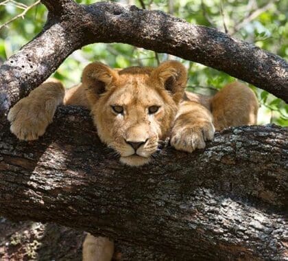 Un león trepador en África Oriental.