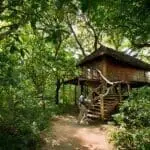 Treehouse suite exterior at Lake Manyara Lodge.