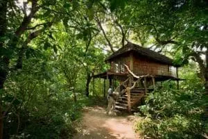 Treehouse suite exterior at Lake Manyara Lodge.