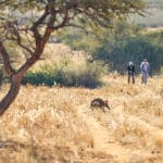 Safari a pie por el Kalahari. 