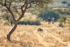 Safari a pie por el Kalahari. 