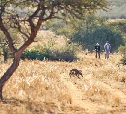 Safari a pie por el Kalahari. 