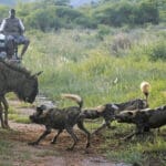 Exciting encounters on game drives.