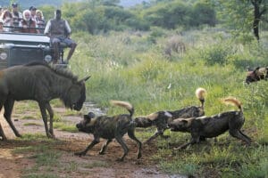 Exciting encounters on game drives.