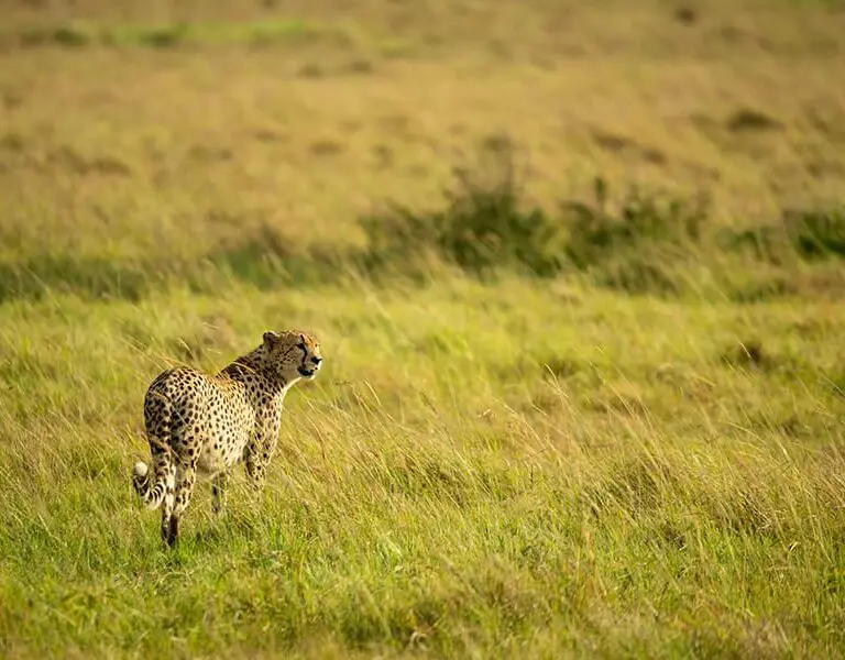 ubuntu-migration-camp-cheetah