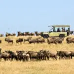 Experimente las manadas de la Gran Migración.