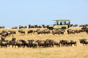 Experimente las manadas de la Gran Migración.