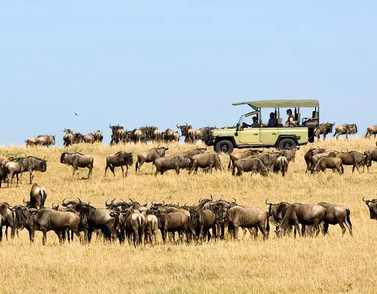 Experience the herds of the Great Migration.