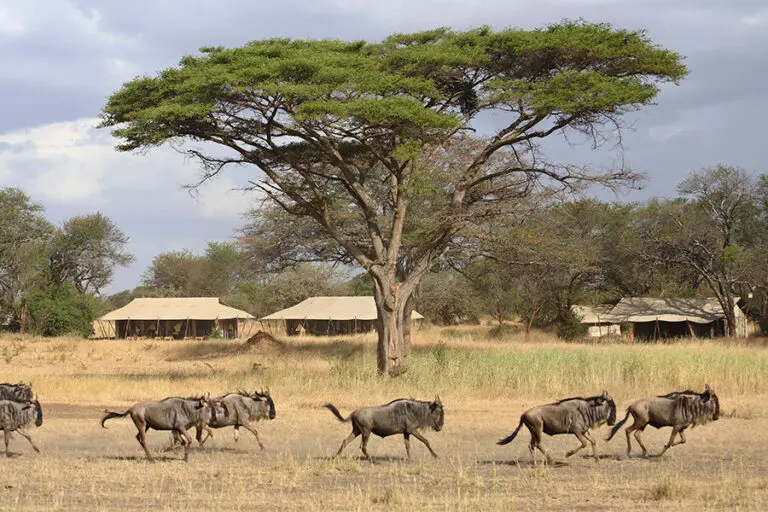 Experience a live migration.