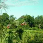 Ulusaba Safari Lodge lies beneath a canopy of ancient jackalberry trees and offers a truly remarkable wilderness experience.
