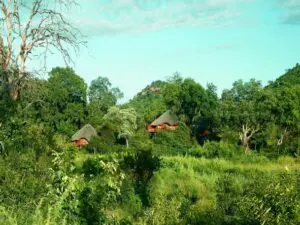 Ulusaba Safari Lodge lies beneath a canopy of ancient jackalberry trees and offers a truly remarkable wilderness experience.
