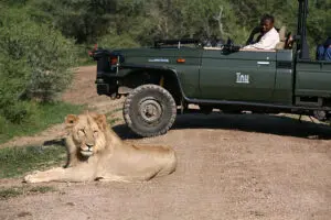 Encountering prized African wildlife on thrilling game drives.