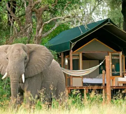 Accommodation ranges from grand hotels to bush camps - ask us for the most appropriate for your family.