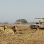 Thrilling game viewing experiences are an unforgettable adventure for the whole family.