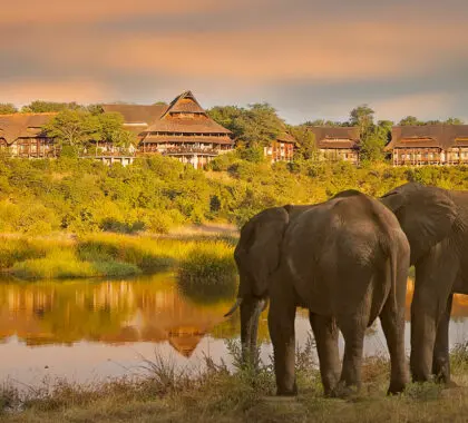 victoria-falls-safari-lodge-elephants-in-front-of-lodge