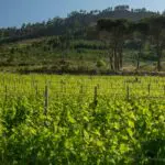 Leeu Estate is surrounded by sun-flecked vineyards, allowing you to feel truly immersed in the Cape Winelands.
