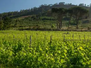 Leeu Estate is surrounded by sun-flecked vineyards, allowing you to feel truly immersed in the Cape Winelands.
