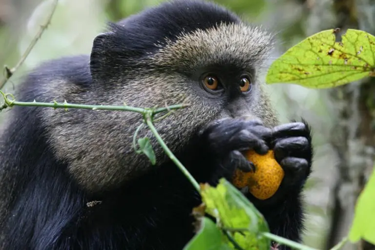 Track golden monkeys