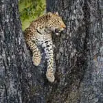 Spot the elusive leopards of the Delta.