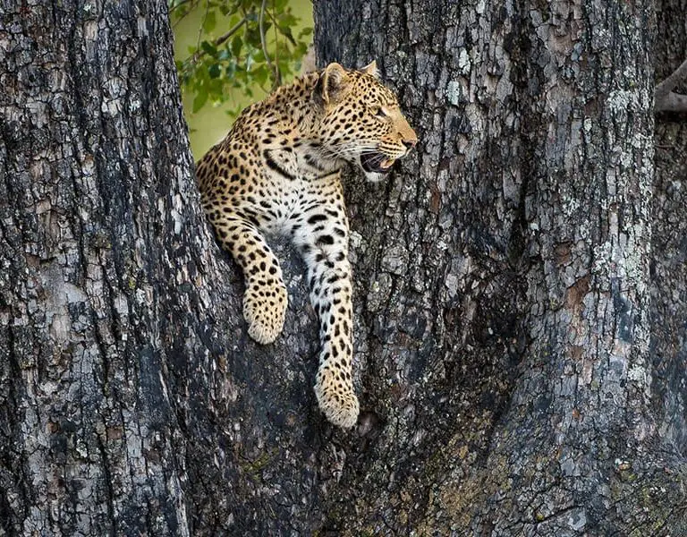 Spot the elusive leopards of the Delta.