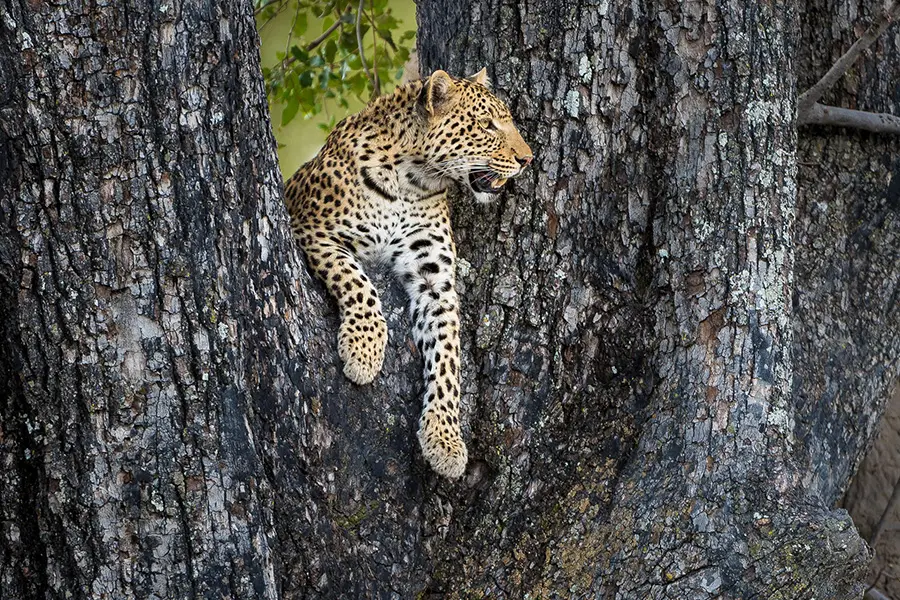Spot the elusive leopards of the Delta.