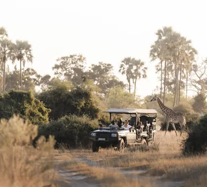 Recorridos de caza.