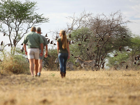 Go on a walking safari exploring the surroundings with a experienced guide.
