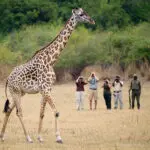 Una jirafa es un objeto impresionante para observar y fotografiar durante un safari a pie.