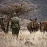 Los guías, formados, armados y experimentados, se esmeran en garantizar la total seguridad de los safaris africanos a pie.