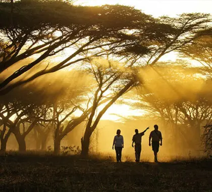 Disfrutar de un paseo privado por la tarde con un guía profesional suele ser uno de los momentos culminantes del safari.