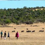 Muchas reservas privadas de Masai Mara y Serengeti ofrecen safaris a pie durante la migración de los ñus.