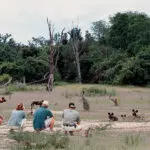 Los perros salvajes africanos muestran poco temor a los humanos cuando un grupo de caminantes se instala entre ellos.