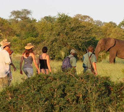 Walking Safaris