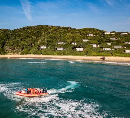 Ocean safaris.