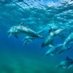Las manadas de delfines residentes pueden avistarse a menudo buceando o practicando snorkel.