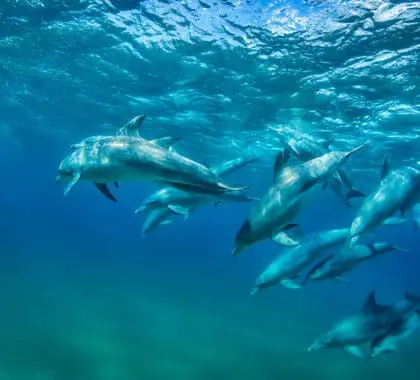 Resident dolphin pods can often be spotted when diving or snorkelling.